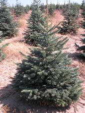 Corkbark Fir